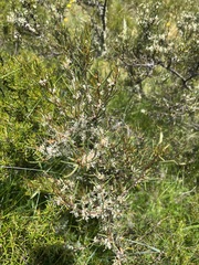 Hakea microcarpa