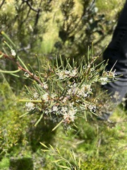 Hakea microcarpa