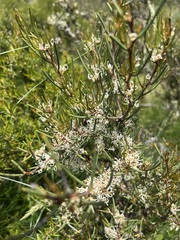Hakea microcarpa
