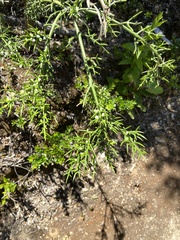 Colletia