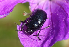 Cryptocephalus violaceus