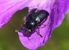Cryptocephalus violaceus