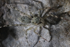 Spartaeus