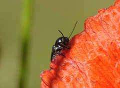 Cryptocephalus violaceus