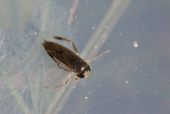 Callicorixa praeusta