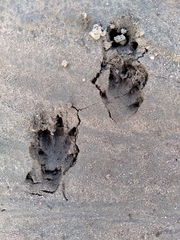 Myocastor coypus