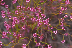 Erica rhopalantha