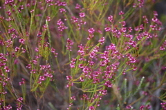 Erica rhopalantha