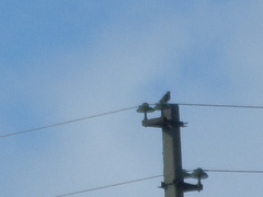 Accipiter nisus