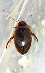 Rhantus exsoletus