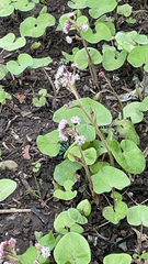 Petasites pyrenaicus