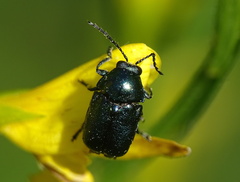 Cryptocephalus violaceus