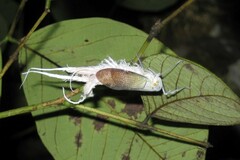 Pterodictya reticularis