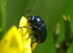 Cryptocephalus violaceus