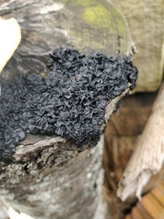 Exidia glandulosa