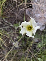 Mandevilla petraea