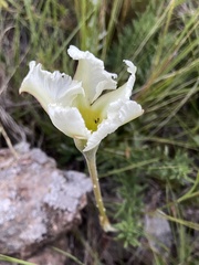 Mandevilla petraea