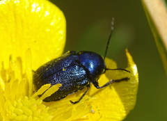 Cryptocephalus violaceus