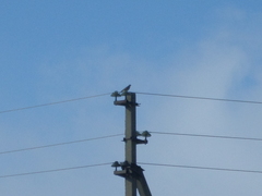 Accipiter nisus