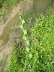 Gladiolus imbricatus