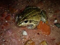 Ranoidea alboguttata