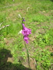 Gladiolus imbricatus