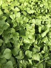 Claytonia perfoliata