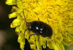 Cryptocephalus violaceus