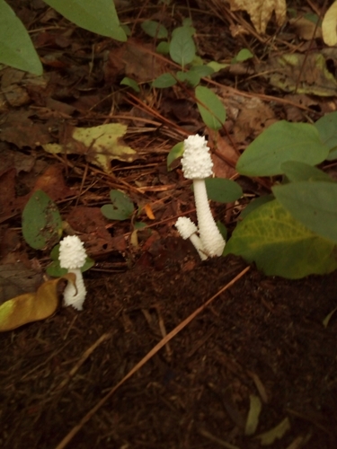 Leucocoprinus cretaceus image