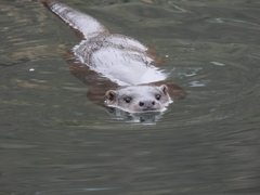 Lutra lutra