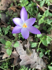Crocus tommasinianus