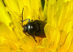Cryptocephalus violaceus