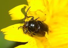 Cryptocephalus violaceus