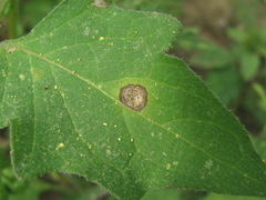 Cercospora physalidis