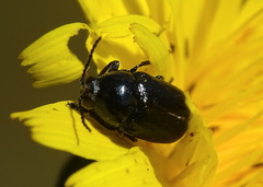 Cryptocephalus violaceus