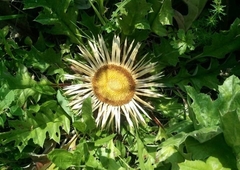 Carlina acanthifolia