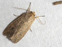Mythimna convecta