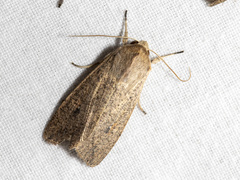 Mythimna convecta
