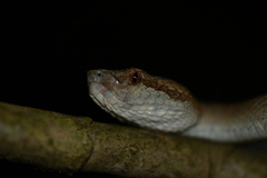 Craspedocephalus malabaricus