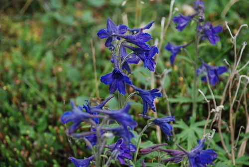 Image of Delphinium chamissonis by no rights reserved