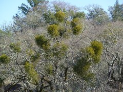 Phoradendron leucarpum tomentosum