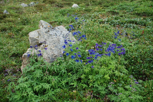Image of Delphinium chamissonis by no rights reserved