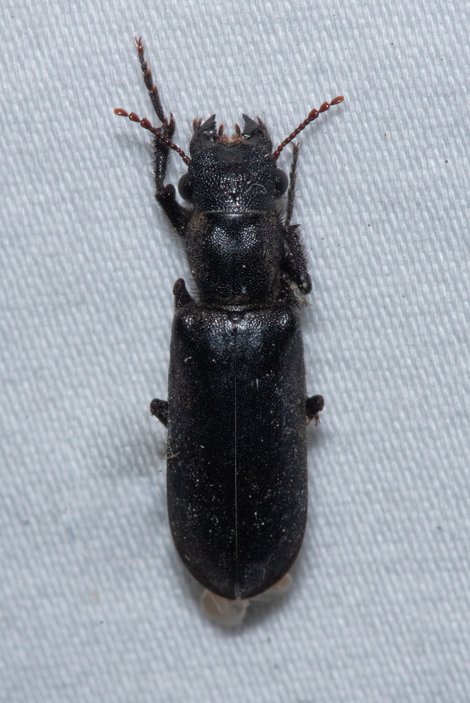 Stout's Hardwood Borer