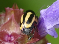 Cryptocephalus vittatus