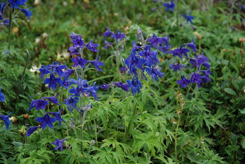 Image of Delphinium chamissonis by no rights reserved
