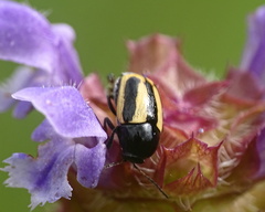 Cryptocephalus vittatus