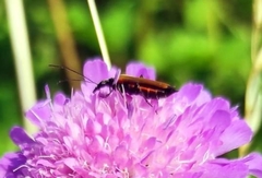 Oedemera