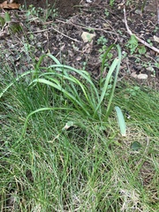 Muscari armeniacum