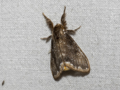 Urocoma marginalis