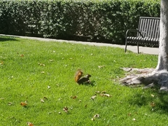 Sciurus niger